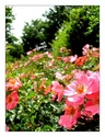 Exposition photographique de Pheyleen : NEW 30.07.2012 Roses_10