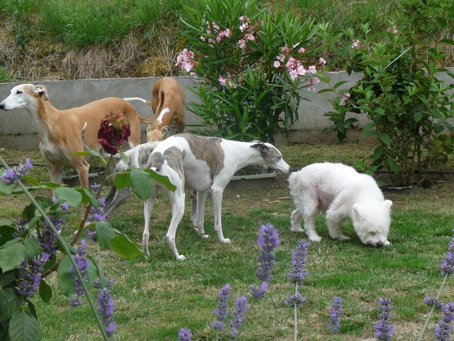 BELLE, adorable et jolie femelle de type westie  16_06_15