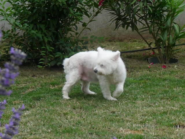 BELLE, adorable et jolie femelle de type westie  16_06_16