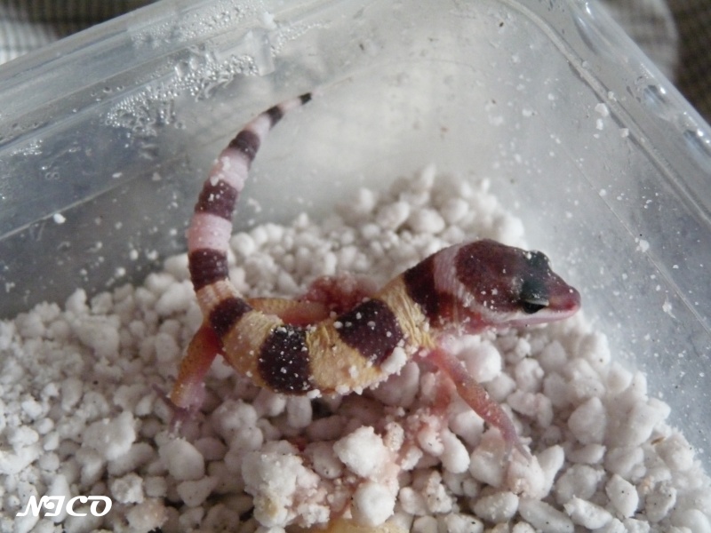 naissance gecko leopard 2010 P1030111