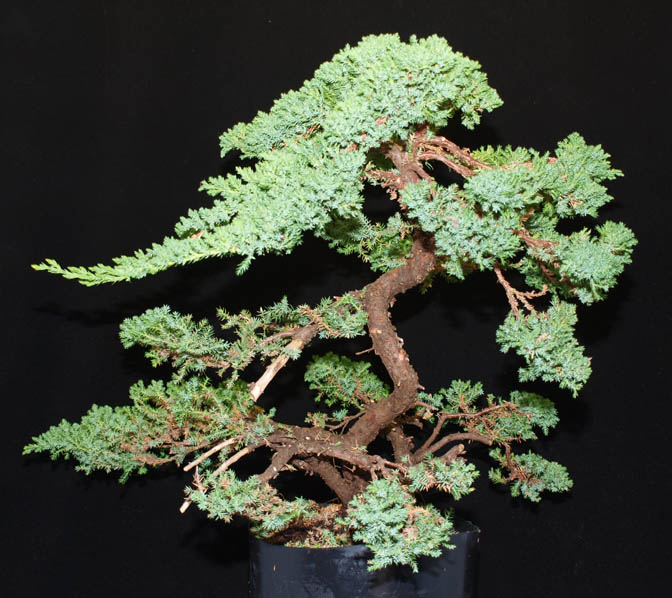 PROCUMBENS JUNIPER Sbbk-j13