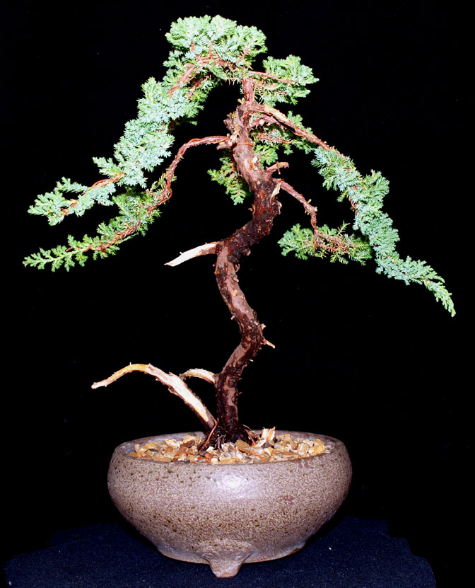 PROCUMBENS JUNIPER Sbbk-j15