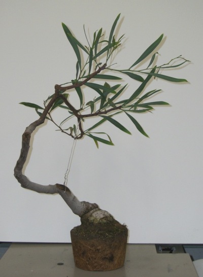 Acacia cyanophylla A_cyan10