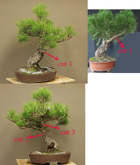 Time to styling for Pinus nigra austriaca Dicke_15
