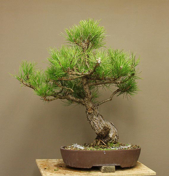 Time to styling for Pinus nigra austriaca Dicke_18