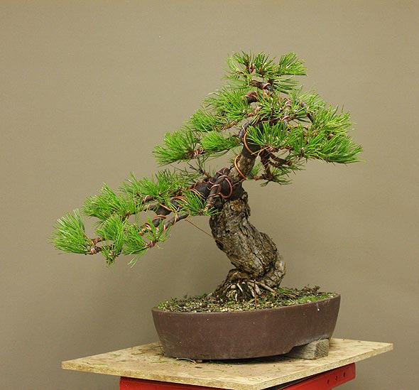 Time to styling for Pinus nigra austriaca Dicke_19