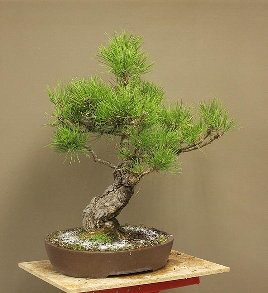 Time to styling for Pinus nigra austriaca Dicke_20
