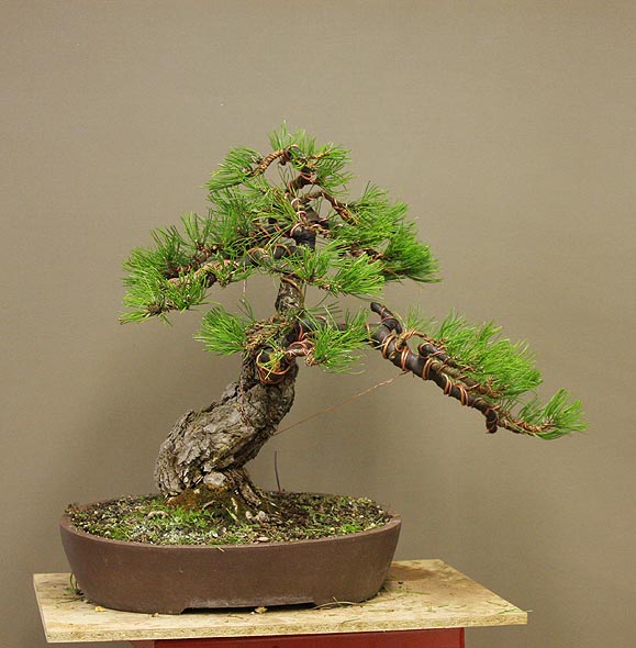 Time to styling for Pinus nigra austriaca Dicke_21