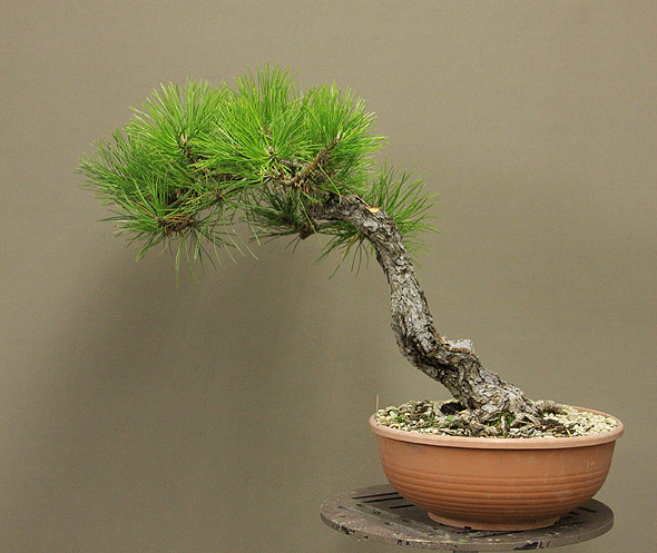 Time to styling No. 2 for Pinus nigra austriaca P_nigr10