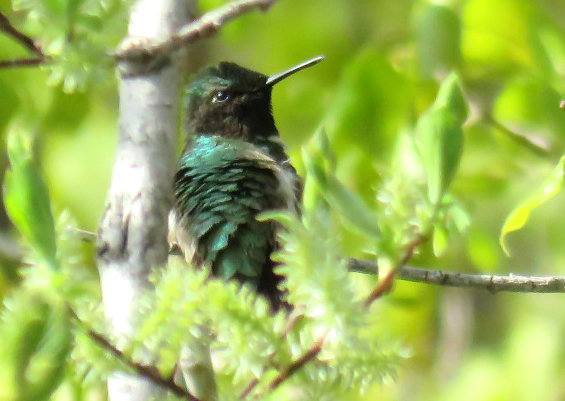 Colibri au repos! Img_2010