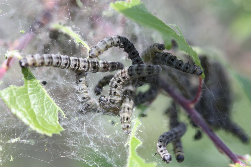 [Eriogaster lanestris & ? ] aide à une archi débutante, chenille de quoi?? Atelie10