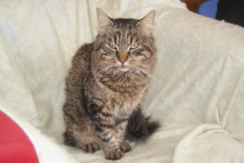 chat male tigré poil mi long 04 urgent adopter