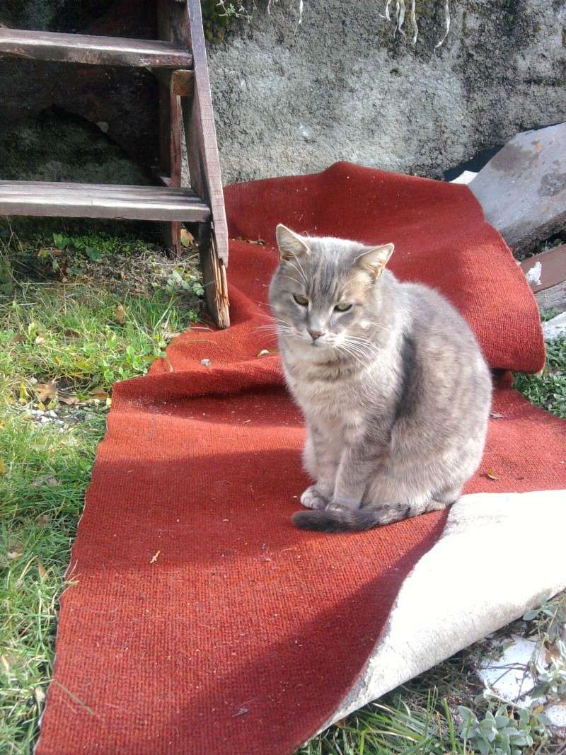 (adopté)trouvé JULO à Castellane chat mâle castré  pucé tabby gris adopté Chat_c10