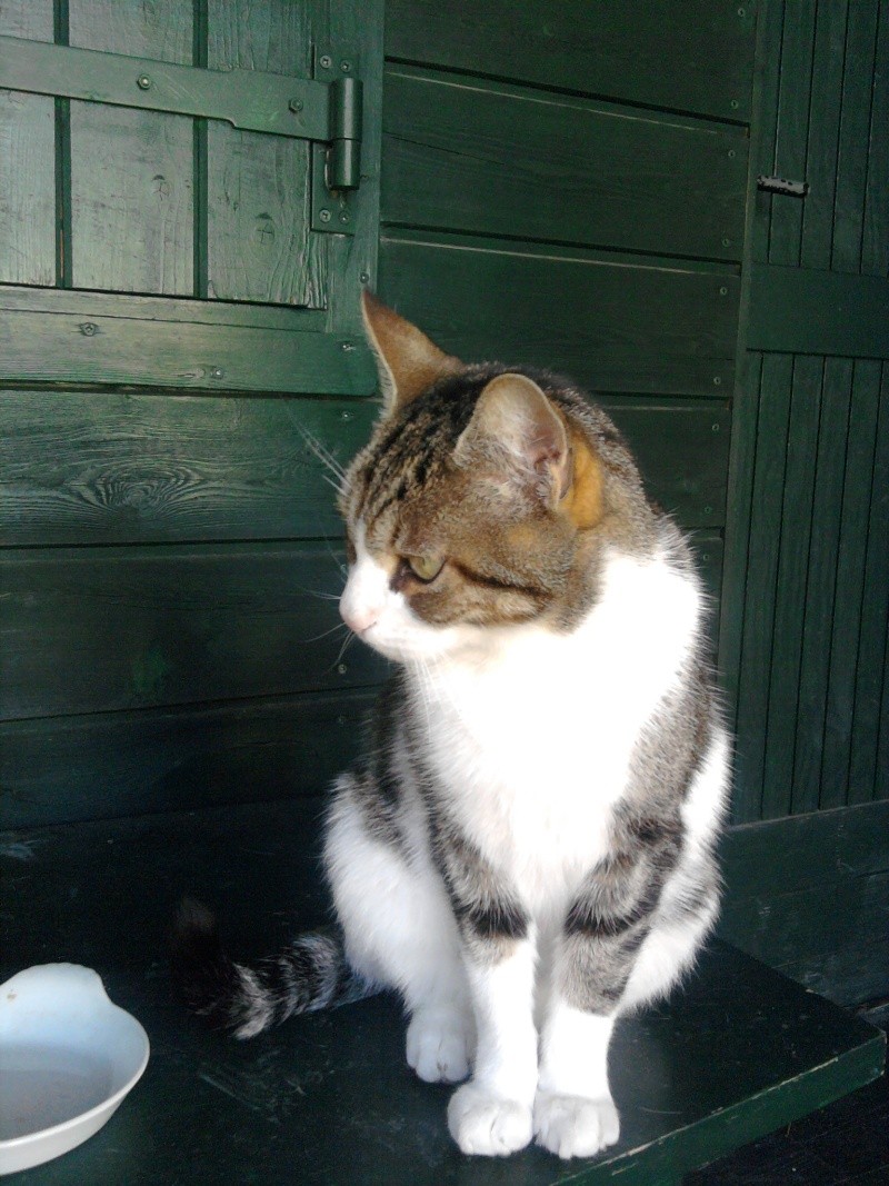  resolu Trouvé chat  castré blanc et tigré bruns, camping des Collines vers La Garde (04) Chat_l14