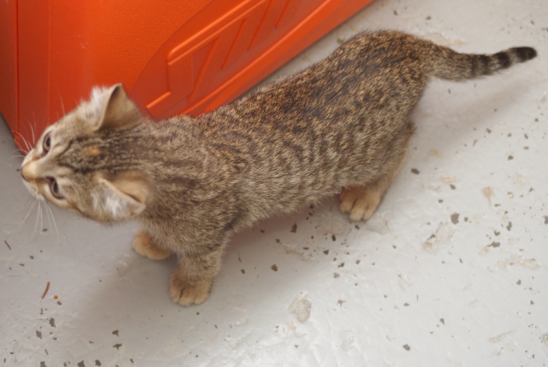 Adoptée Graminée petite chatte tabby un mois et demi 04/06 Chaton59