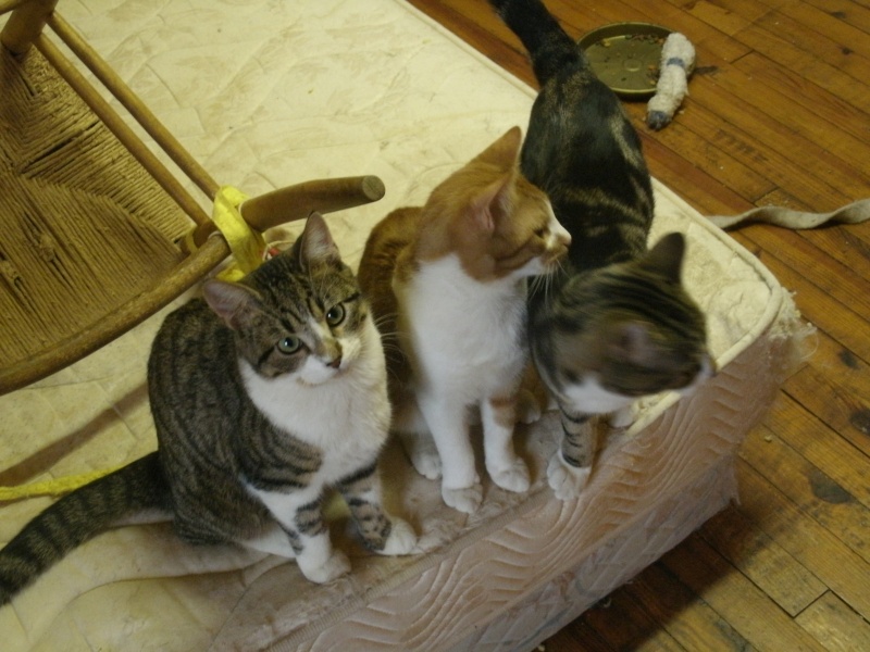   tous adoptés 1er envois de photos de chatons de SEYNE les ALPES 04 a adopter et sterilisés Photo_11