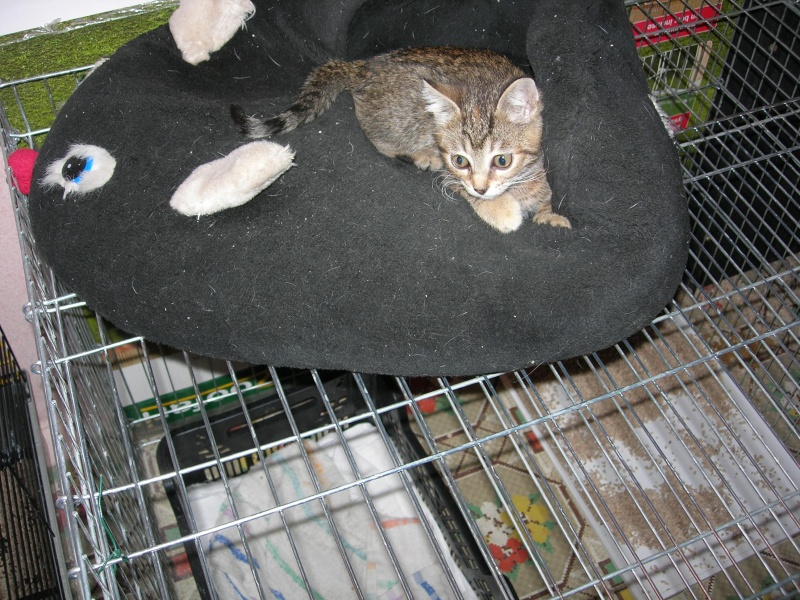 Adoptée Graminée petite chatte tabby un mois et demi 04/06 Photo_24