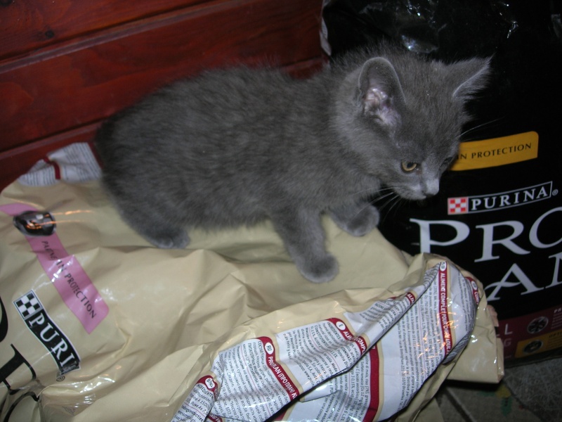 adopté Geysers chaton gris chartreux poil mi long 1 mois et demi 04/06 Photo_27