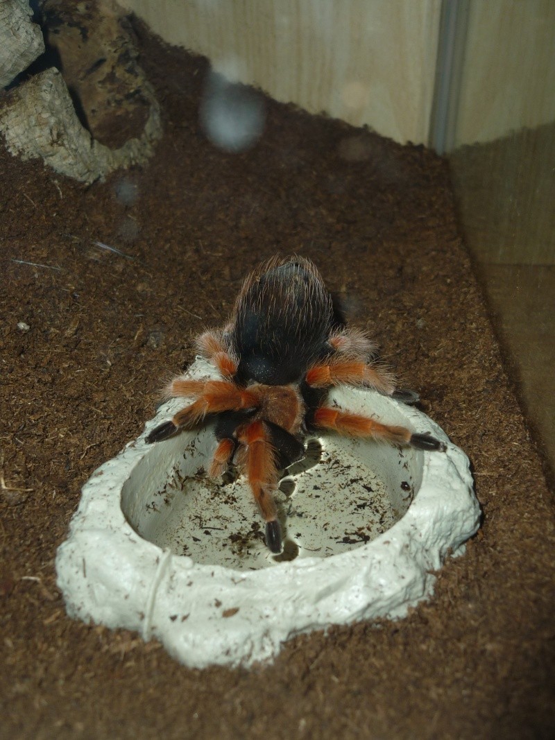 terra Brachypelma smithi - Page 2 P1040010