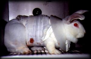  Tests sur animaux pour cosmétiques : Non au report échéance. Exprim10
