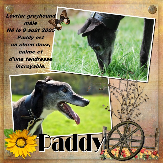 PADDY (lévrier greyhound) - Page 2 Paddy11