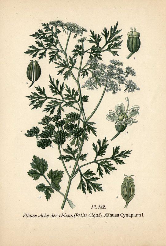 Petite ciguë - Aethusa cynapium Aethus13