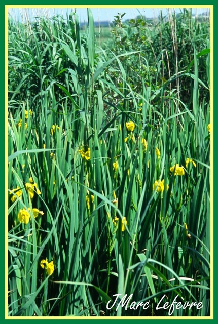 Iris pseudacorus (L'iris des marais) Iris_p10