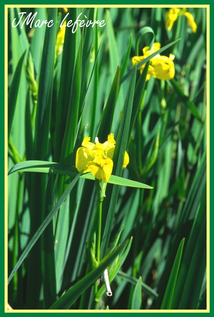 Iris pseudacorus (L'iris des marais) Iris_p11