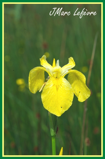 Iris pseudacorus (L'iris des marais) Iris_p12