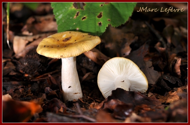 Russule ocre et blanche (Russula ochroleuca)  Russul11