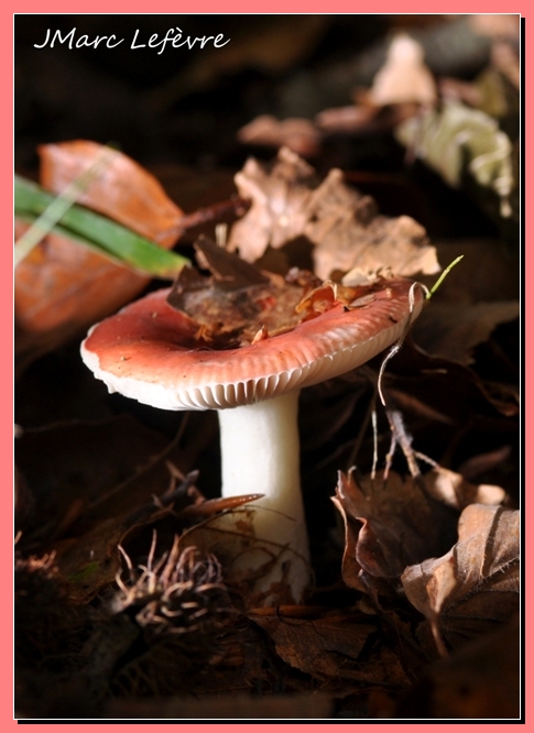 Russule du hêtre (Russula fageticola ) Russul12