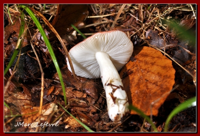 Russule du hêtre (Russula fageticola ) Russul19