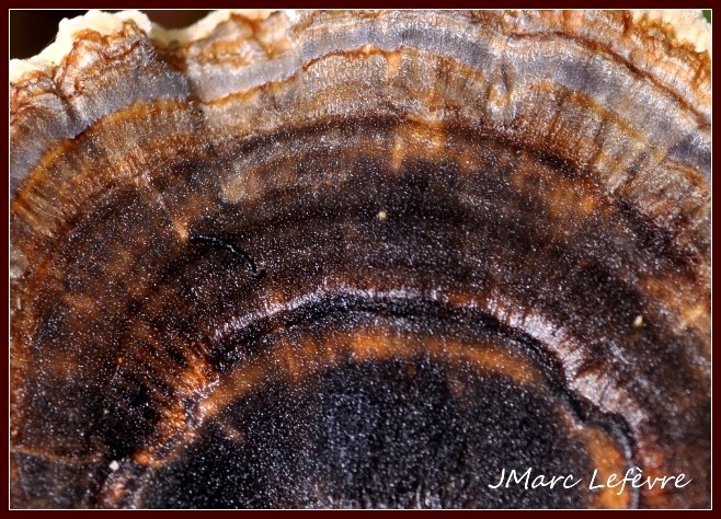  Polypore versicolore (Trametes versicolor) Tramet13