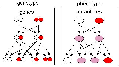 Bases de génétique  Mendel13