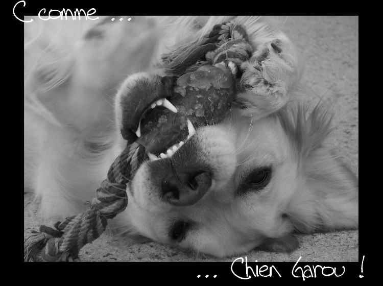 Concour photo " C comme.." - Page 2 Chien_10