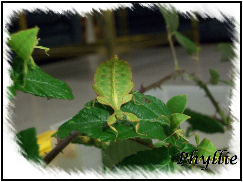 Phyllium philippinicum . PSG 278 (sp) 100_2515