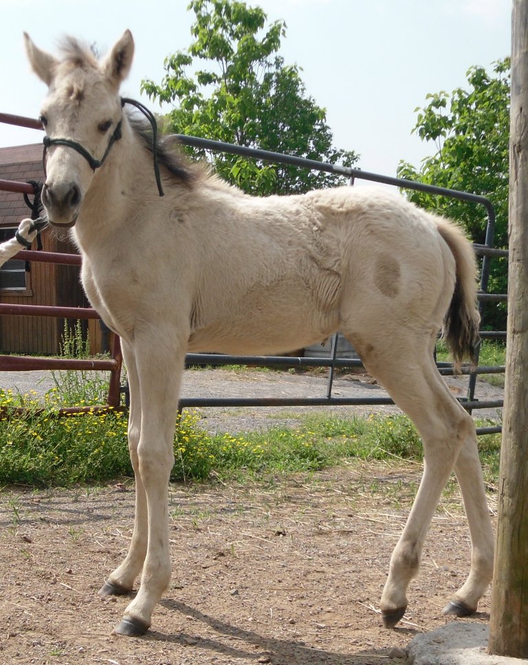 AQHA Pali mare. bred back, and Buckskin filly Candyh12