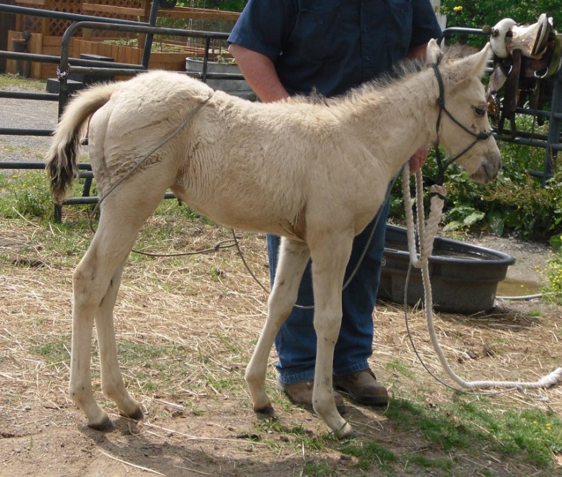 AQHA Pali mare. bred back, and Buckskin filly Candyh13