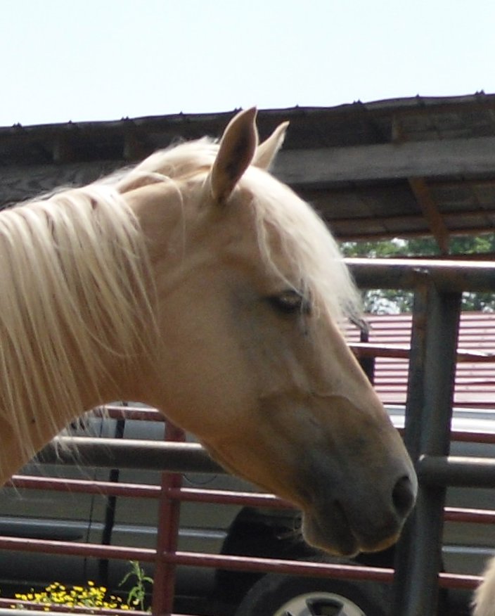 AQHA Pali mare. bred back, and Buckskin filly Sam_0318