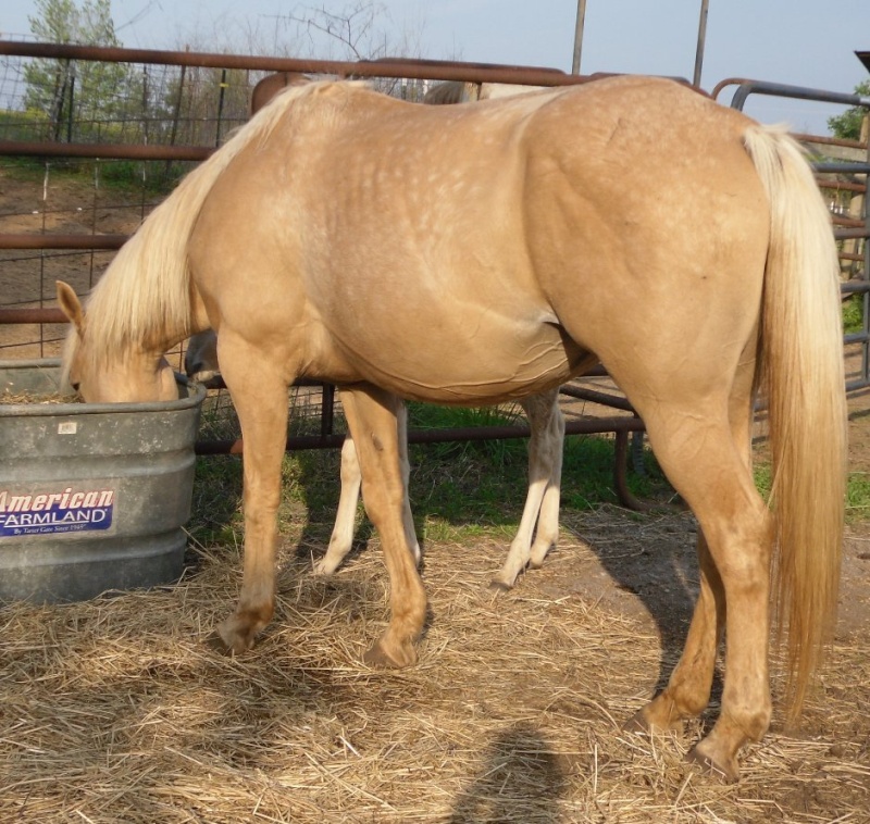 AQHA Pali mare. bred back, and Buckskin filly Sam_0320