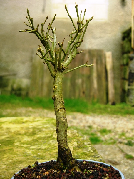 Common ash Fraxinus Excelsior - in natural broom Fraxho13