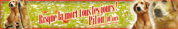 DANGER DE MORT IMMINENTE pour PILOU, lab beige de 10 ans Pilou10