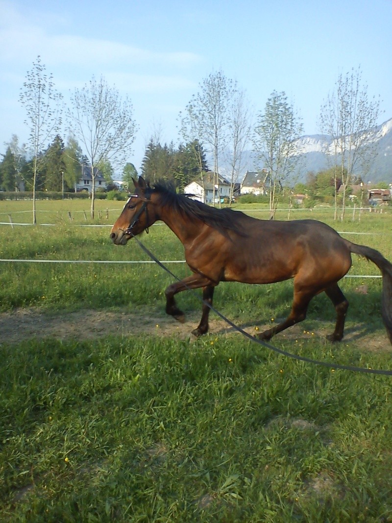 le Trotteur Français, présentation de la race, de vos chevaux... - Page 3 Dsc00139