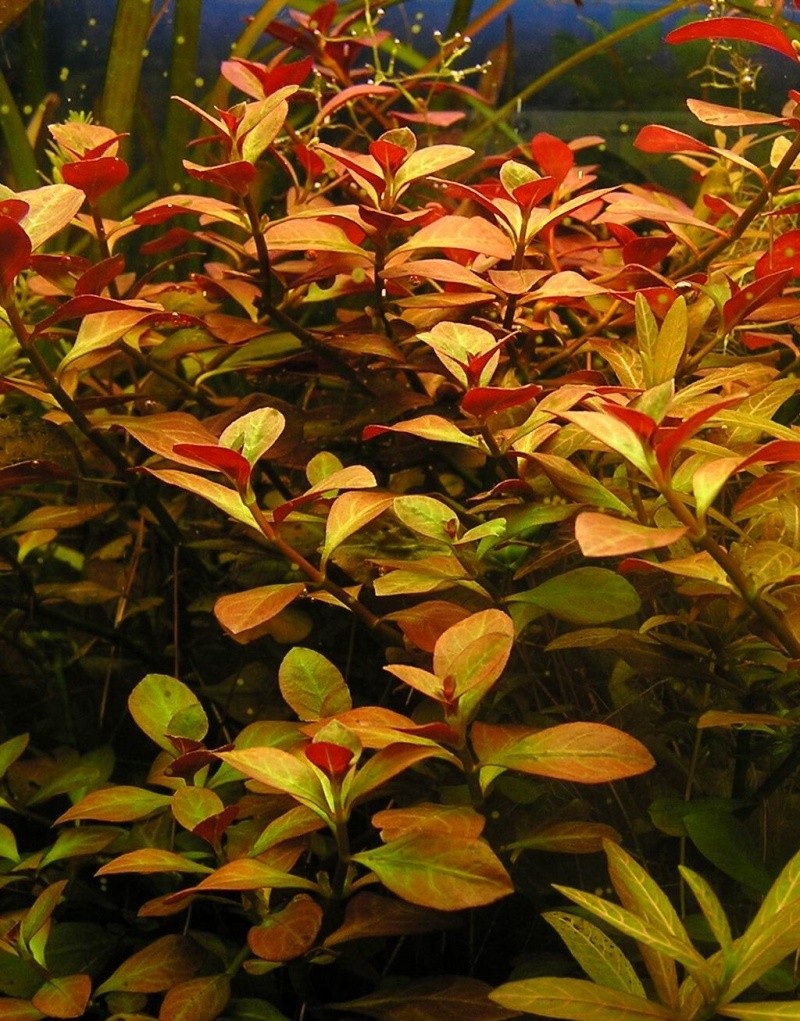 Vends ludwigia repens Lrepen10