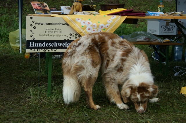 Eröffnung der Hundefreilauf-Zone Berndorf/St.Veit - Seite 2 Dsc03711