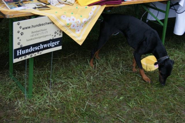 Eröffnung der Hundefreilauf-Zone Berndorf/St.Veit - Seite 2 Dsc03712