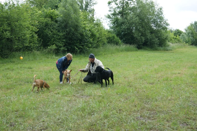 Eröffnung der Hundefreilauf-Zone Berndorf/St.Veit - Seite 2 Dsc03717