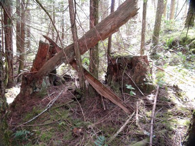 Les structures en bois des Bigfoot Ecorce10