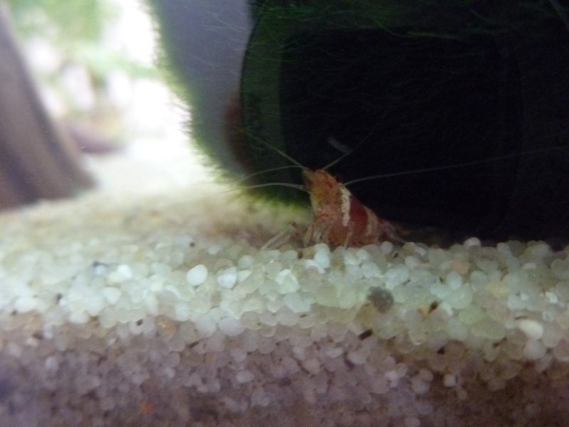 repros guppys,crevette red cherry,endlers P1000814