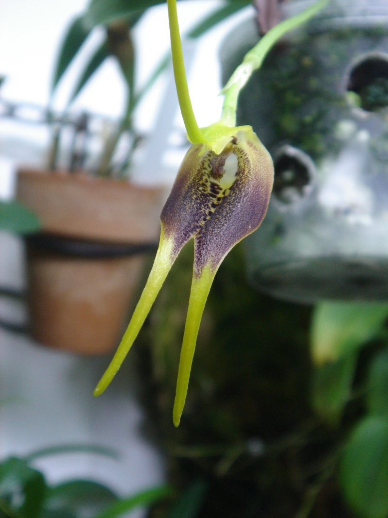 Masdevallia stenorhynchos Dsc02418